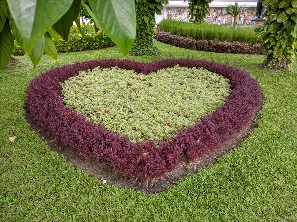 a garden with a variety of plants with heart-shaped cutouts