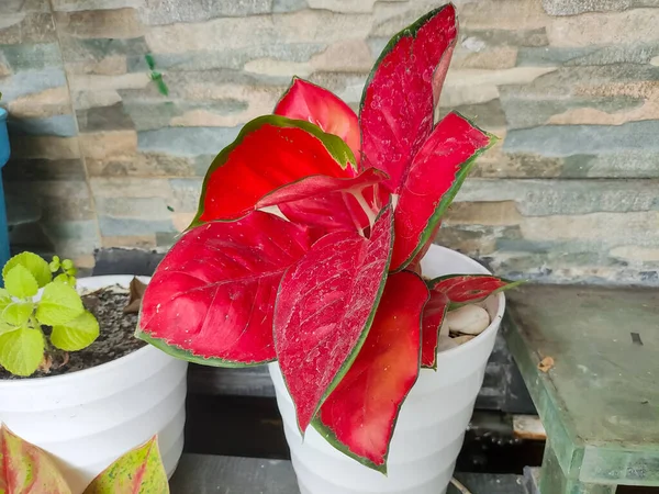 A Caladium plant in a white pot. A genus of flowering plants in the family Araceae