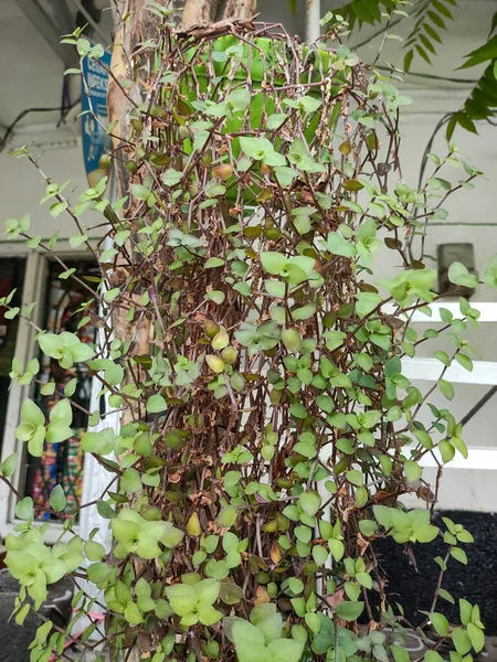 A Muehlenbeckia or maidenhair with a pot mounted on a tree