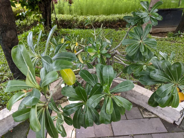 A Pittosporum tobira plant. a species of sweet-smelling flowering plant in the pittosporum family Pittosporaceae. No people