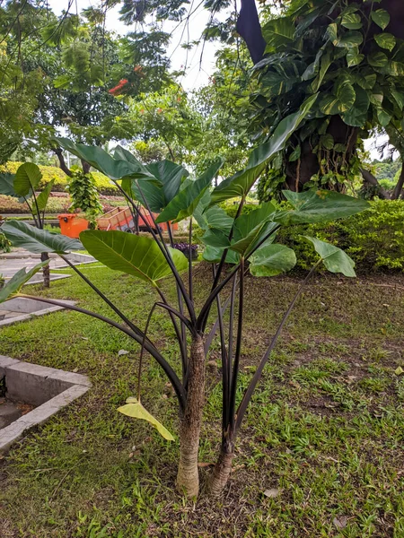 A Taro orColocasia esculenta plant. a root is vegetable. It is the most widely cultivated species of several plants in the family Araceae. For plant background or wallpaper