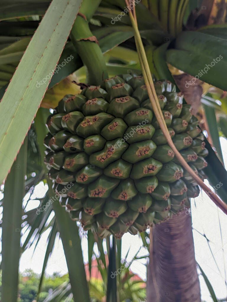 Un primer plano de Pandanus utilis fruta. Es originaria de Madagascar y naturalizada en Mauricio