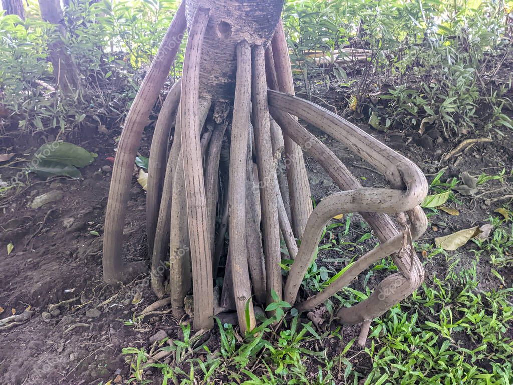 Un primer plano de raíz de Pandanus utilis. Es originaria de Madagascar