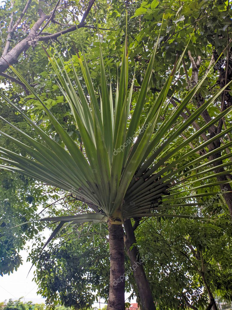 Un primer plano de hojas de Pandanus utilis. Es originaria de