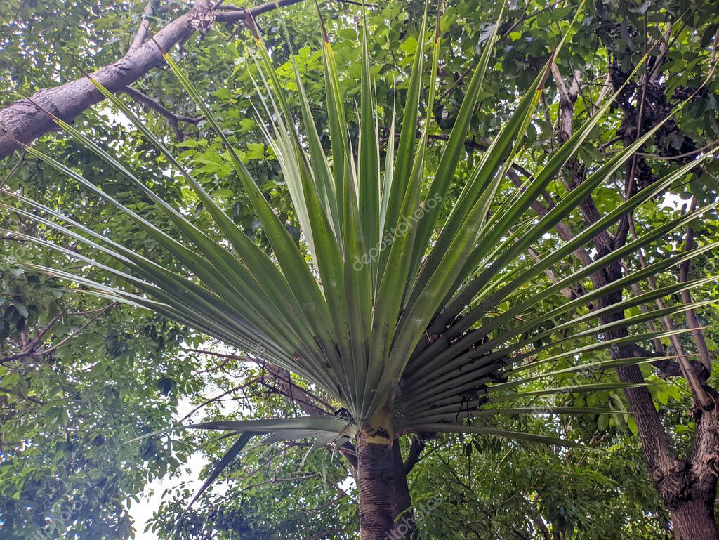 Un primer plano de hojas de Pandanus utilis. Es originaria de