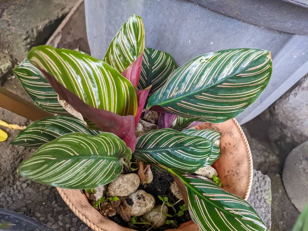 A close up of Goeppertia ornata or Calathea ornata. also called variously striped,pin stripe, or pin-stripe calathea. a species of perennial plant in the family known as the prayer plants
