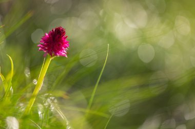 Beautiful red orchid Nigritella rubra sangele voinicului captured at sunrise in morning dew on piatra craiului mountain in Romanian Carpathians
