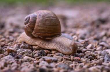 brown garden shrew crawling along a path in the Romanian Piatra Craiului Mountains