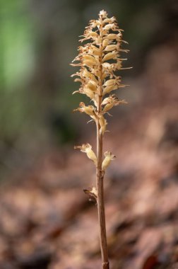 Brown Neottia nidus-avis, the bird's-nest orchid and non-photosynthetic orchid in the piatra craiului mountains in Romania