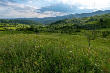 sunset over green meadows and mountains with a meadow and a tree in the middle of Romania