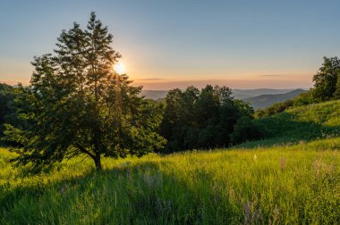 sunset over green meadows and mountains with a meadow and a tree in the middle of Romania