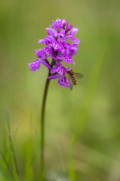 Pink and purple blooming The Common Spotted Orchid (Dactylorhiza fuchsii) with a syrphyd fly or flower fly sitting on a flower with a green background in the Romanian muntii ciucas mountains