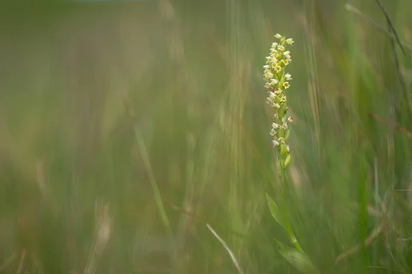 yellow blooming orchid on a green meadow in the mountains in Romania in Muntia Ciucas