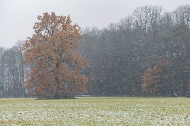 ancient oak with brown leaves in winter under heavy snowfall in the Czech Republic