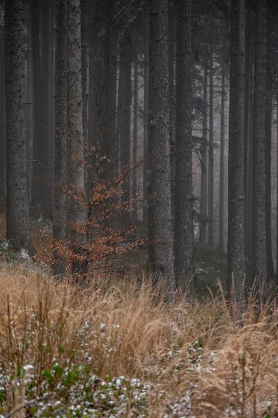 Winter mountain forest with snow in foggy weather in beskydy mountain in czech republic