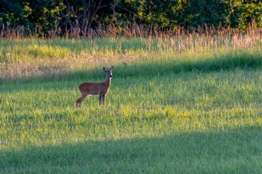 Roe deer on a meadow in the White Carpathians in the Czech Republic