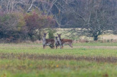 A herd of fallow deers on a meadow in the White Carpathians in the Czech Republic