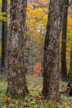 two tree trunks in autumn the field maple colored brown and white in the forest in the White Carpathians in the Czech Republic