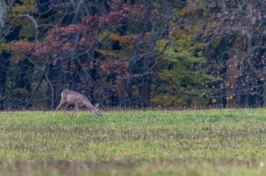 Roe deers in a meadow with an autumn colored tree in the background in the White Carpathians in the Czech Republic