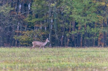 Roe deers in a meadow with an autumn colored tree in the background in the White Carpathians in the Czech Republic