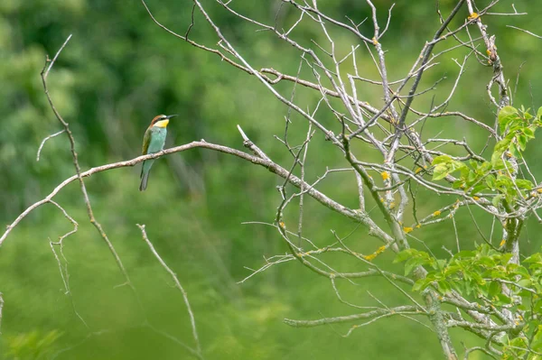 colorful European bee-eater bird sitting on a tree branch with a green background in South Moravia