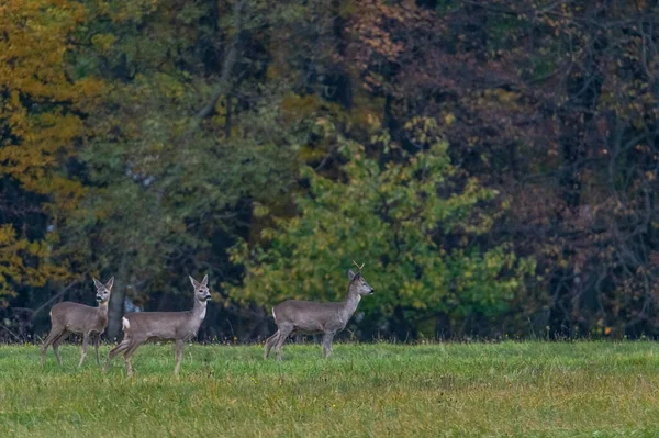 Three straight looking roe deers in a meadow with an autumn colored tree in the background in the White Carpathians in the Czech Republic