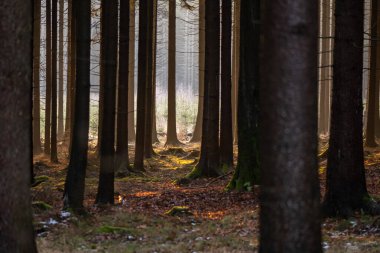 spruce forest with beautiful sunset light and tree trunks