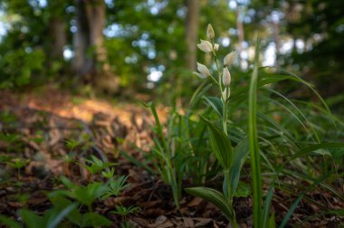 Nadir bulunan beyaz çiçekli orkide Sefalanthera damasonium, Slovakya 'nın yaprak döken ormanlarında yeşil bir arka planı olan beyaz helleborine.