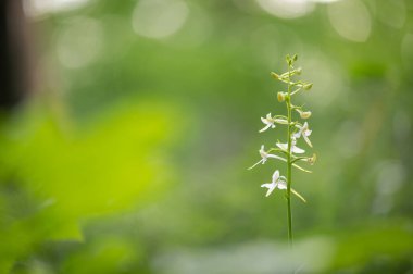 Rare white flowering orchid Platanthera bifolia the lesser butterfly-orchid with a green background in a deciduous forest in Slovakia