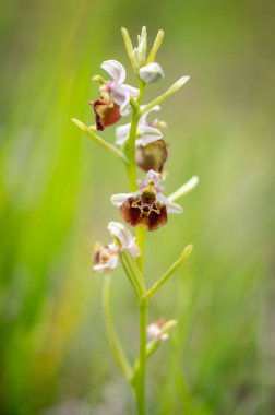 Colorfully flowering orchid plant Ophrys holosericea, the late spider orchid meadow with a green background in the Slovak Little Carpathian Mountains near the city of Stupava