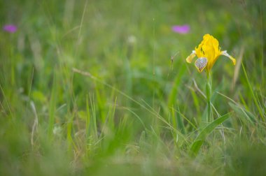 Rare yellow flowering plant Iris variegata Hungarian iris in meadow with green background in Slovak Little Carpathian mountains near Stupava town