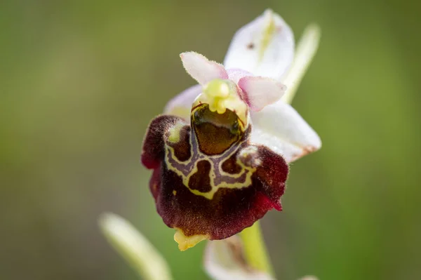 Colorfully flowering orchid plant Ophrys holosericea, the late spider orchid meadow with a green background in the Slovak Little Carpathian Mountains near the city of Stupava