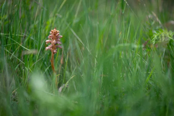 Yellow and pink Orobanche plant, commonly known as broomrape on a meadow with a green background in the Slovak Little Carpathian Mountains close town stupava