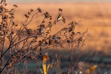 The European goldfinches sitting on a thistle and flying around at sunrise in the Czech Republic