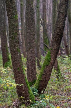 three alder trunks in a forest in the Czech Republic