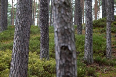 coniferous pine forest with pine trunks in the foreground in the Czech Republic