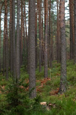 coniferous pine forest with pine trunks in the foreground in the Czech Republic