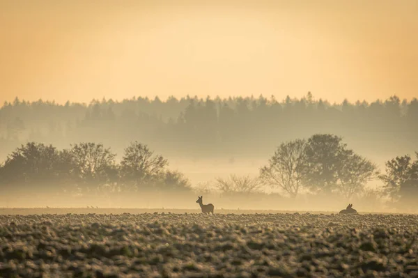 Roe deer in a foggy sunrise over a field with deciduous trees in a row in the Czech Republic