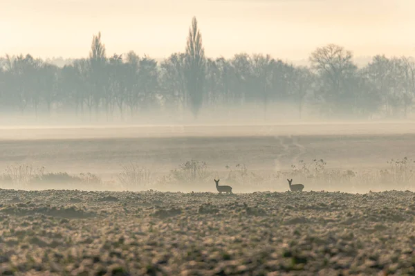 Roe deers in a foggy sunrise over a field with deciduous trees in a row in the Czech Republic