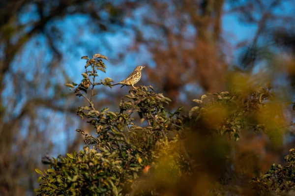 speckled The mistle thrush (Turdus viscivorus) sitting on the top of a fruiting apple tree in the Czech Republic