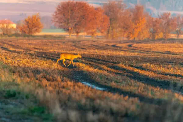roe deer walking across a field in the sunrise light with autumn coloured trees and a village in the background in the Czech Republic