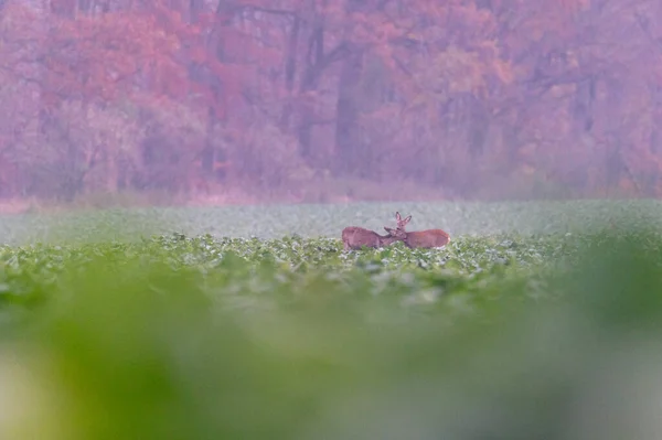 two roe deers in a field with an autumn forest in the background in the fog in the Czech Republic