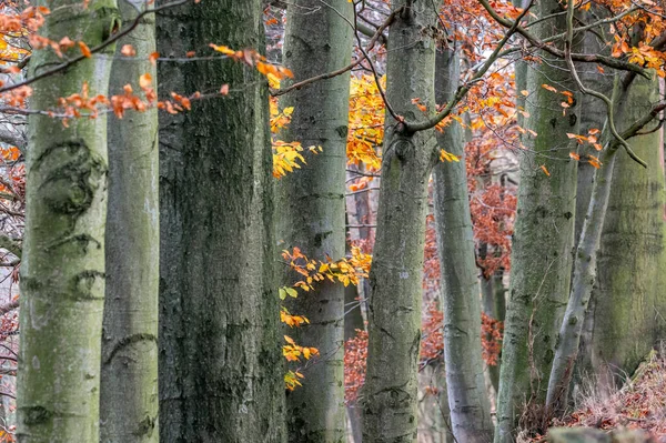 tree line trunks of old beech trees standing in the forest with autumn colored orange leaves and branches in the Czech Republic