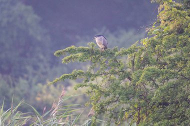 The Black-crowned night heron (Nycticorax nycticorax) sitting on a green tree branch in the Czech Republic