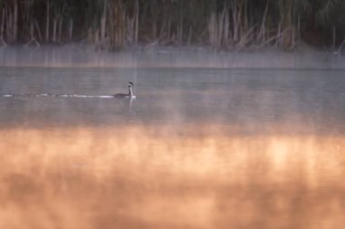 The great crested grebe (Podiceps cristatus) in morning light with fog on a pond in the Czech Republic