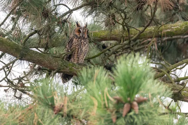 The long-eared owl (Asio otus) sitting on a branch of a coniferous tree in the Czech Republic