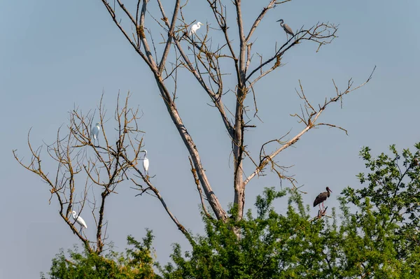 white herons The great egret and black storks in the crown of a tree in the Czech Republic
