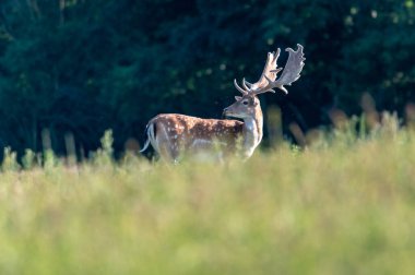 Fallow Deer (Dama dama) Çek Cumhuriyeti 'nde bir çayırda veya bir ormanda
