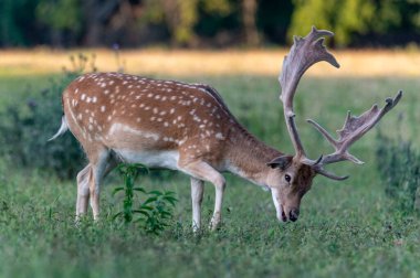 Fallow Deer (Dama dama) Çek Cumhuriyeti 'nde bir çayırda veya bir ormanda