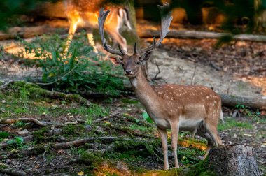 Fallow Deer (Dama dama) Çek Cumhuriyeti 'nde bir çayırda veya bir ormanda
